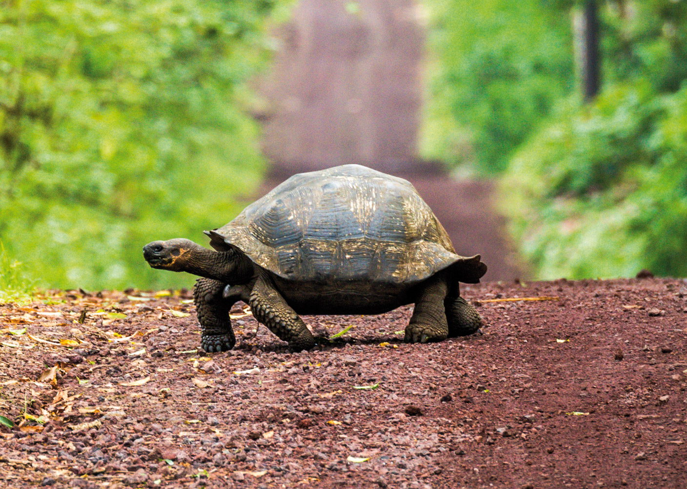Schildkröte auf einem Waldweg